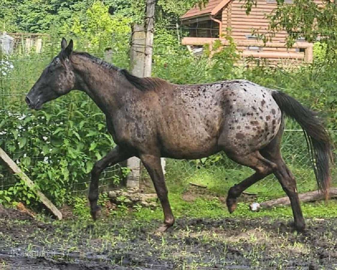 Apaloosa kumelė 3 m. - nuotraukos Nr. 7