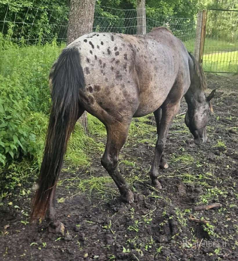Apaloosa kumelė 3 m. - nuotraukos Nr. 8