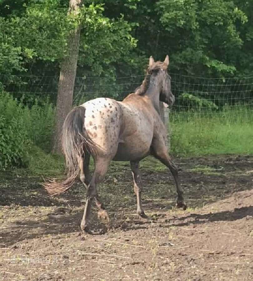 Apaloosa kumelė 3 m. - nuotraukos Nr. 9