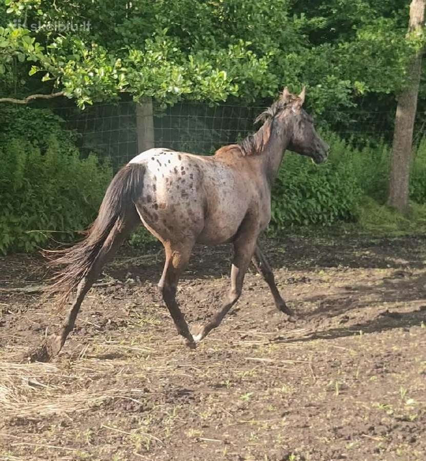Apaloosa kumelė 3 m. - nuotraukos Nr. 10