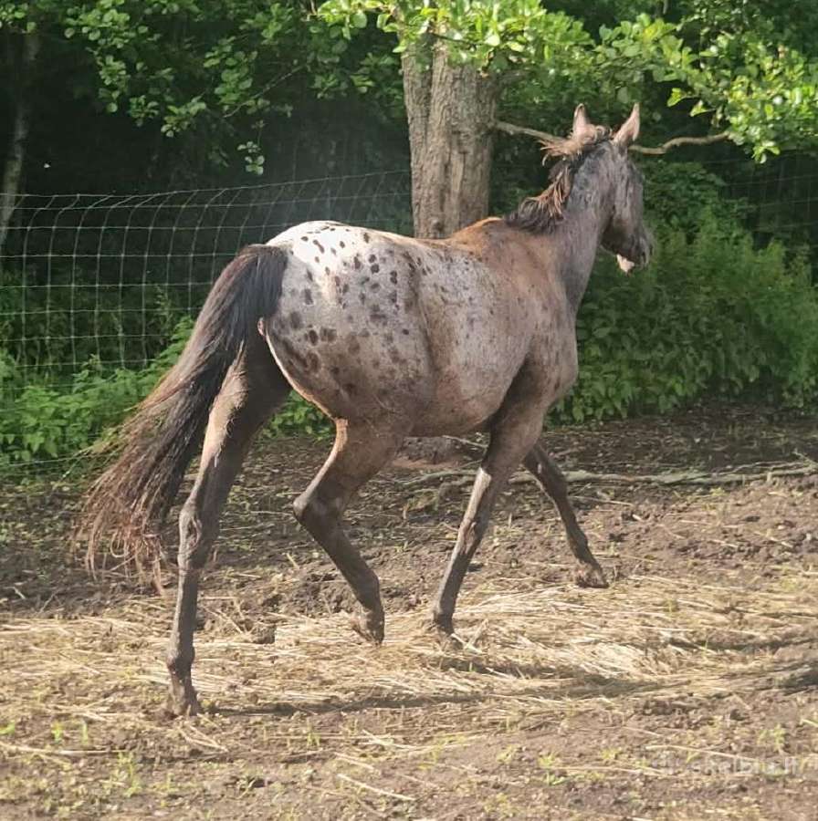 Apaloosa kumelė 3 m. - nuotraukos Nr. 11