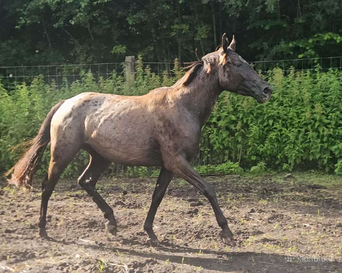 Apaloosa kumelė 3 m. - nuotraukos Nr. 12