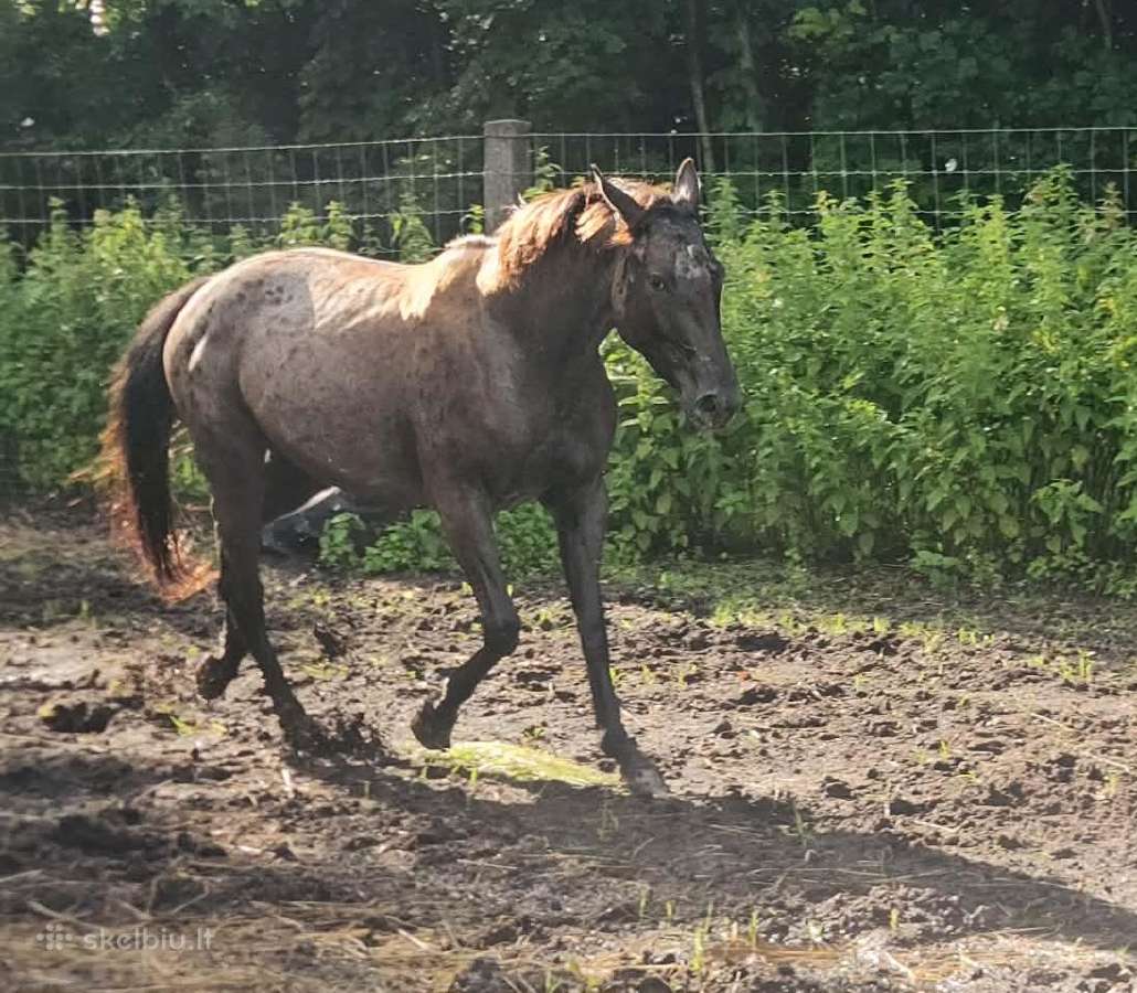 Apaloosa kumelė 3 m. - nuotraukos Nr. 13