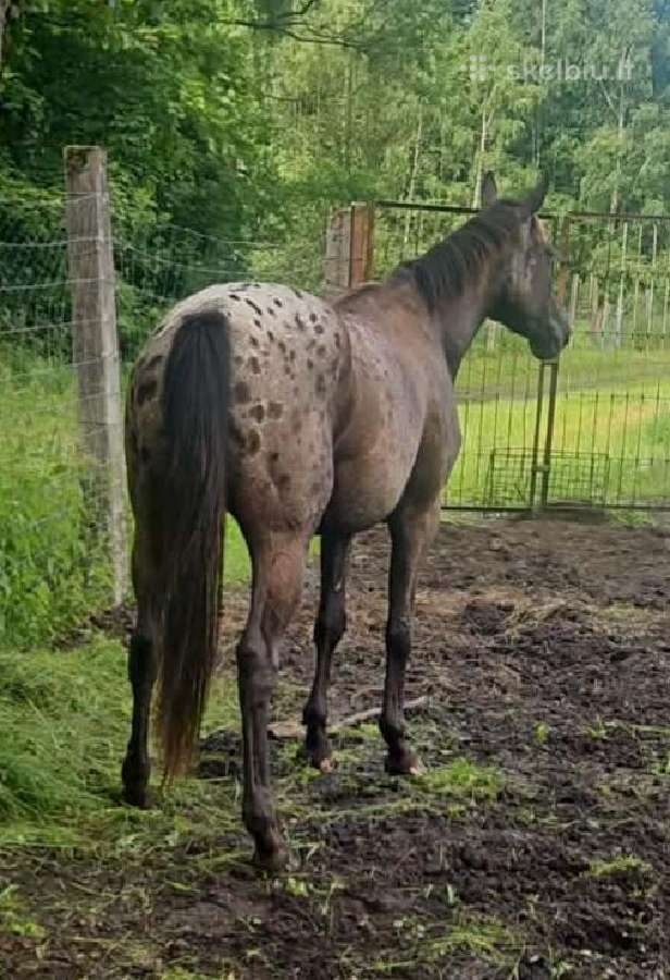 Apaloosa kumelė 3 m. - nuotraukos Nr. 14