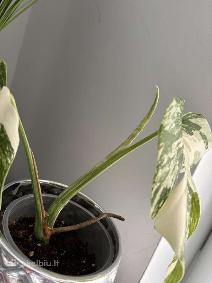 Monstera Borsigiana Albo Variegata - nuotraukos Nr. 3