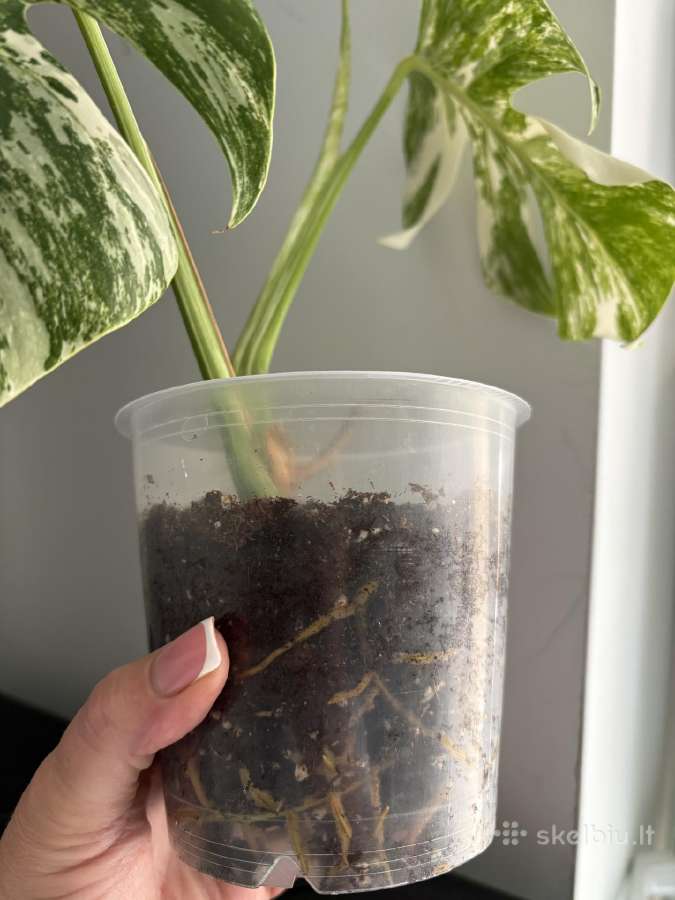 Monstera Borsigiana Albo Variegata - nuotraukos Nr. 4