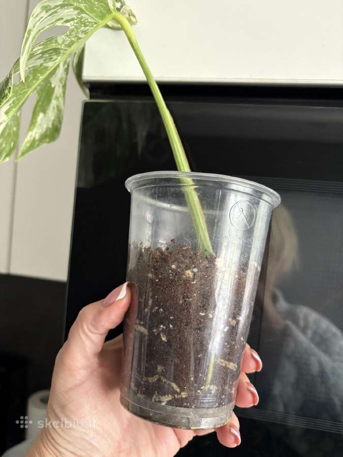 Monstera Borsigiana Albo Variegata - nuotraukos Nr. 5