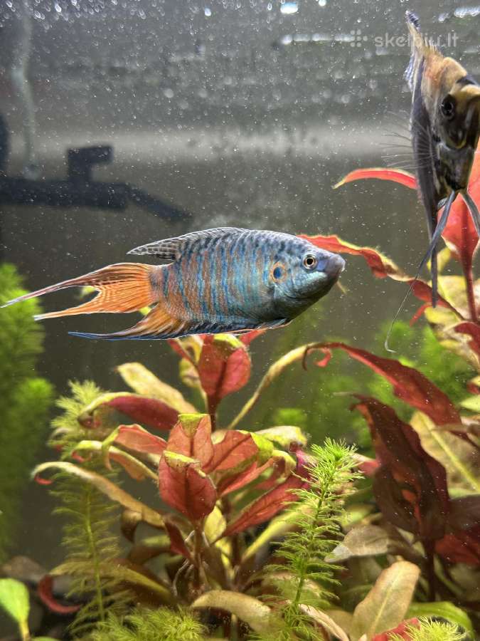 Aquael leddy 75 akvariumas - nuotraukos Nr. 5