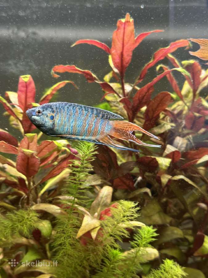Aquael leddy 75 akvariumas - nuotraukos Nr. 6