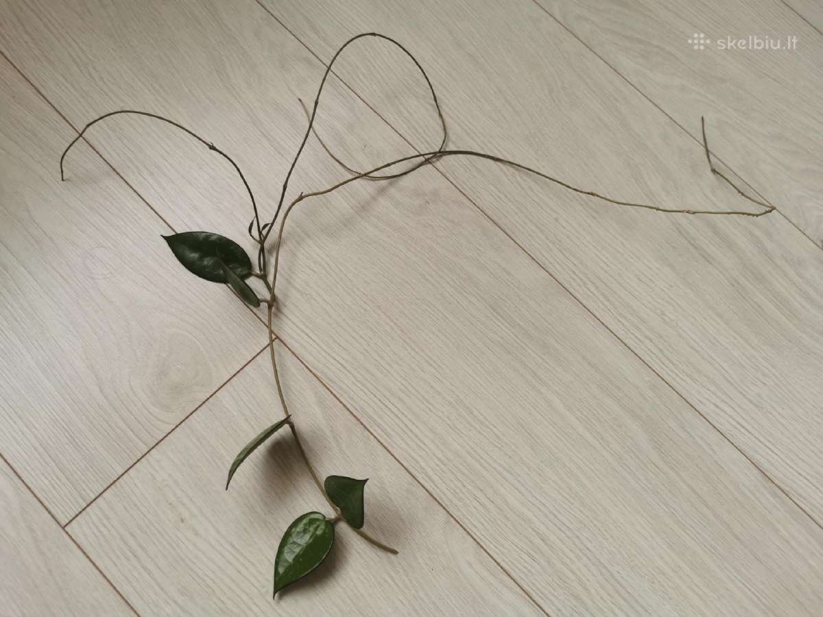 Hoya Parasitica Black Margin - nuotraukos Nr. 2