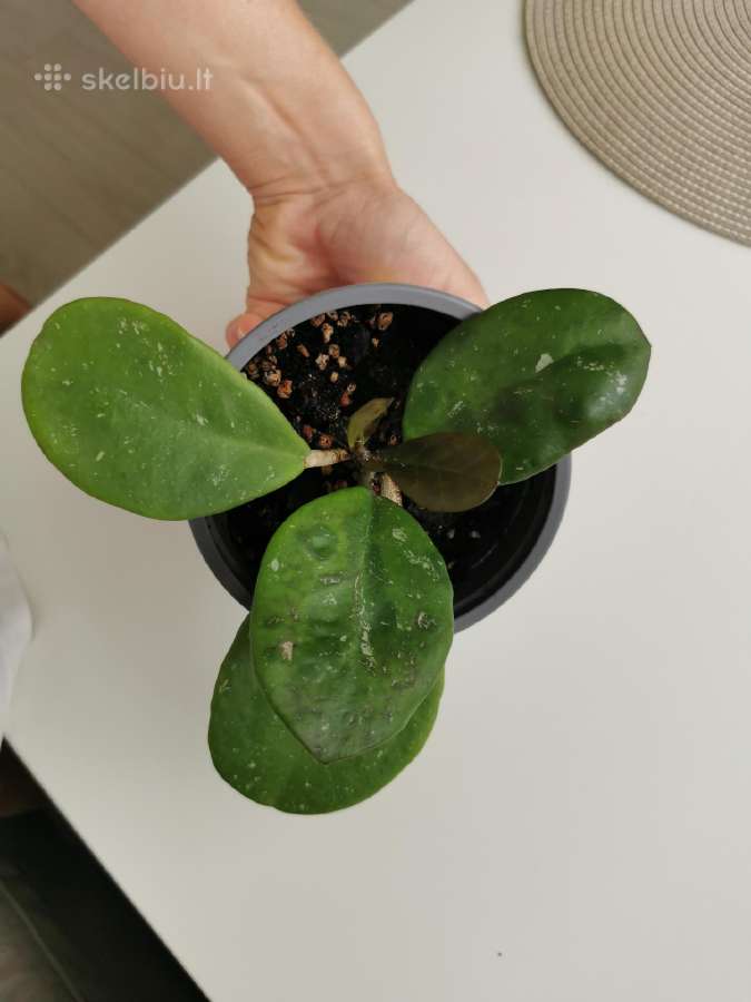Hoya Obovata - nuotraukos Nr. 2