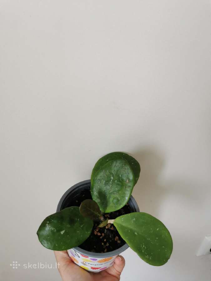 Hoya Obovata - nuotraukos Nr. 3