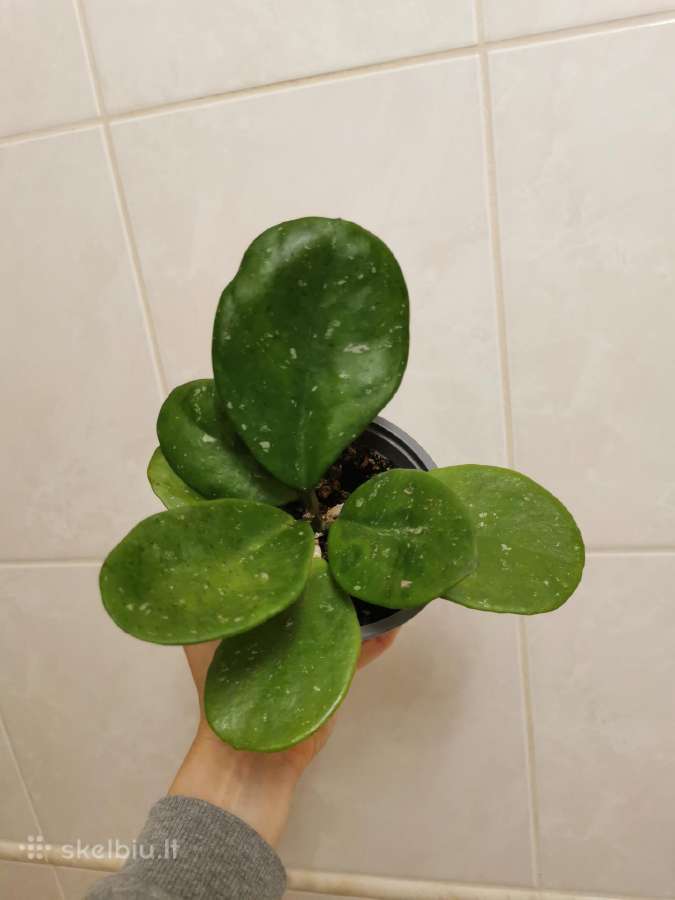 Hoya Obovata - nuotraukos Nr. 4