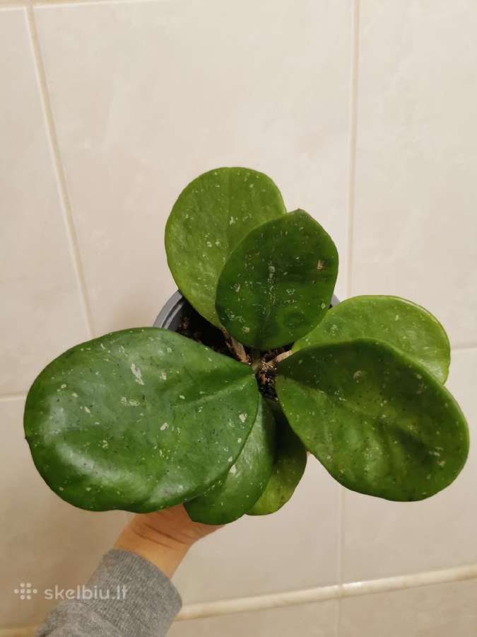 Hoya Obovata - nuotraukos Nr. 5