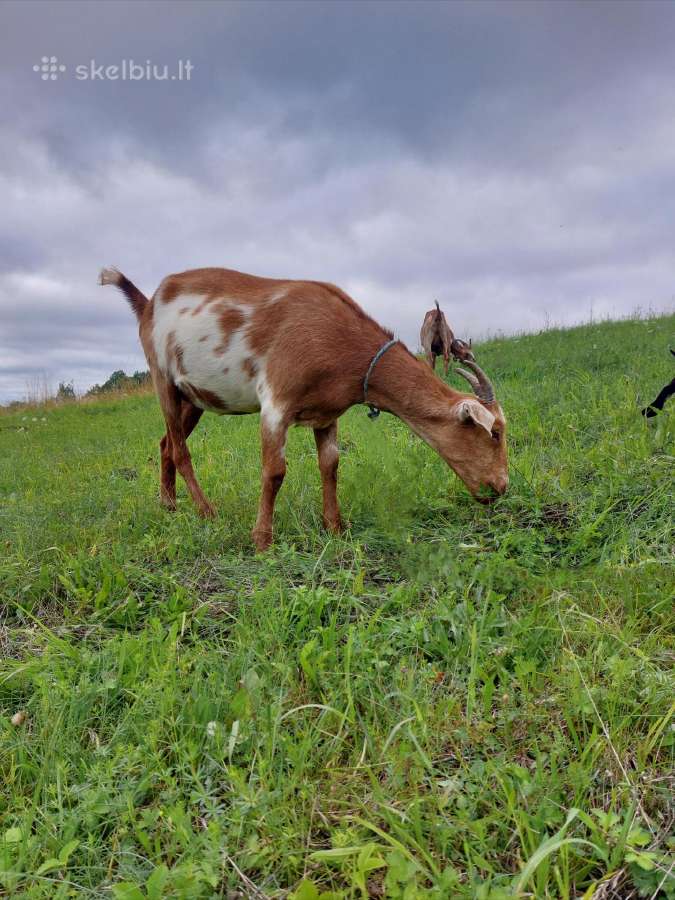 Ožkos parduodamos - ožys kergimui - nuotraukos Nr. 4