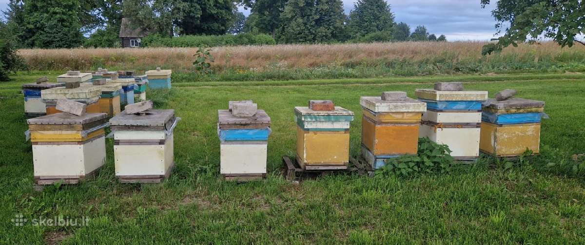 Parduodami aviliai su bičių šeimomis - nuotraukos Nr. 2