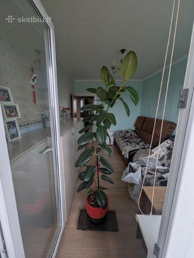 Fikusas (Ficus elastica) - nuotraukos Nr. 2