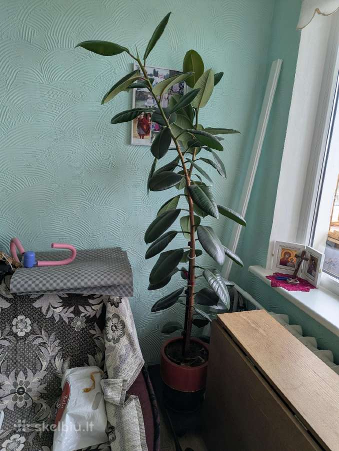 Fikusas (Ficus elastica) - nuotraukos Nr. 3