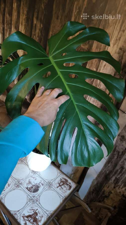 Didzialape monstera deliciosa - nuotraukos Nr. 3