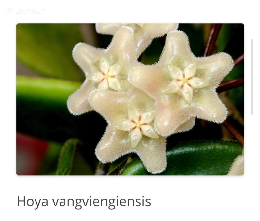 Hoya 's - nuotraukos Nr. 5