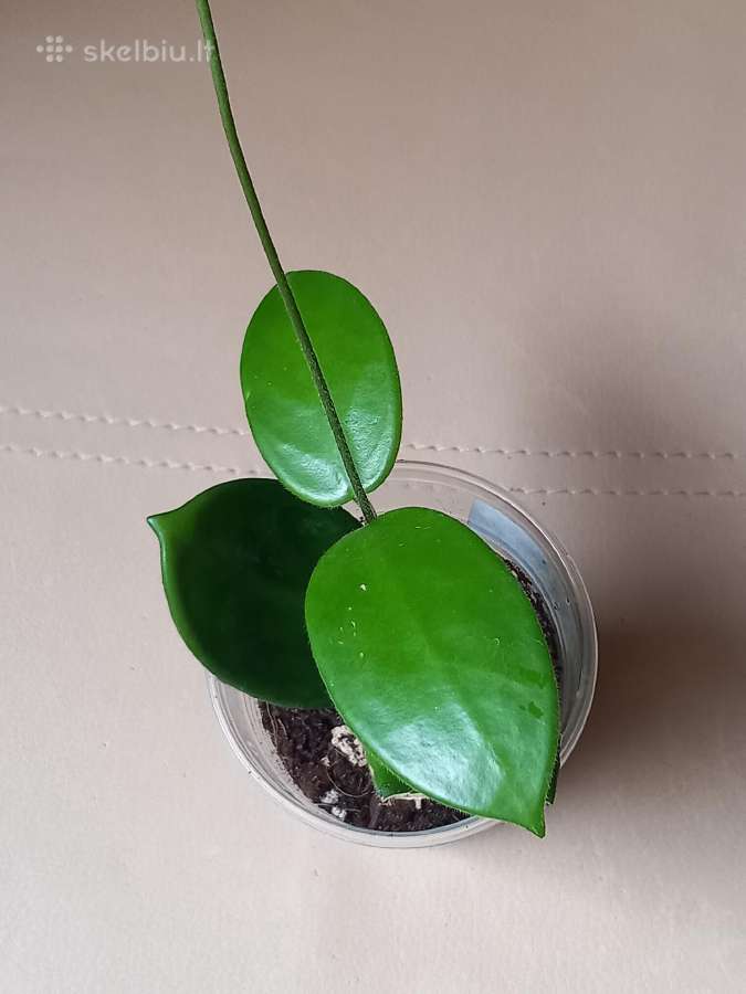 Hoya 's - nuotraukos Nr. 6