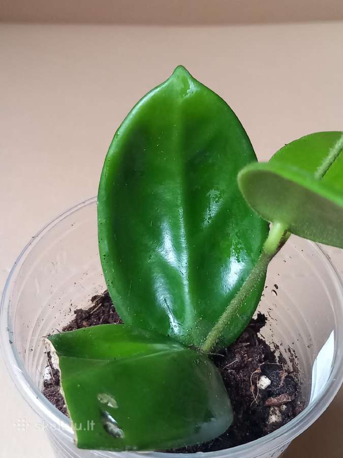 Hoya 's - nuotraukos Nr. 7