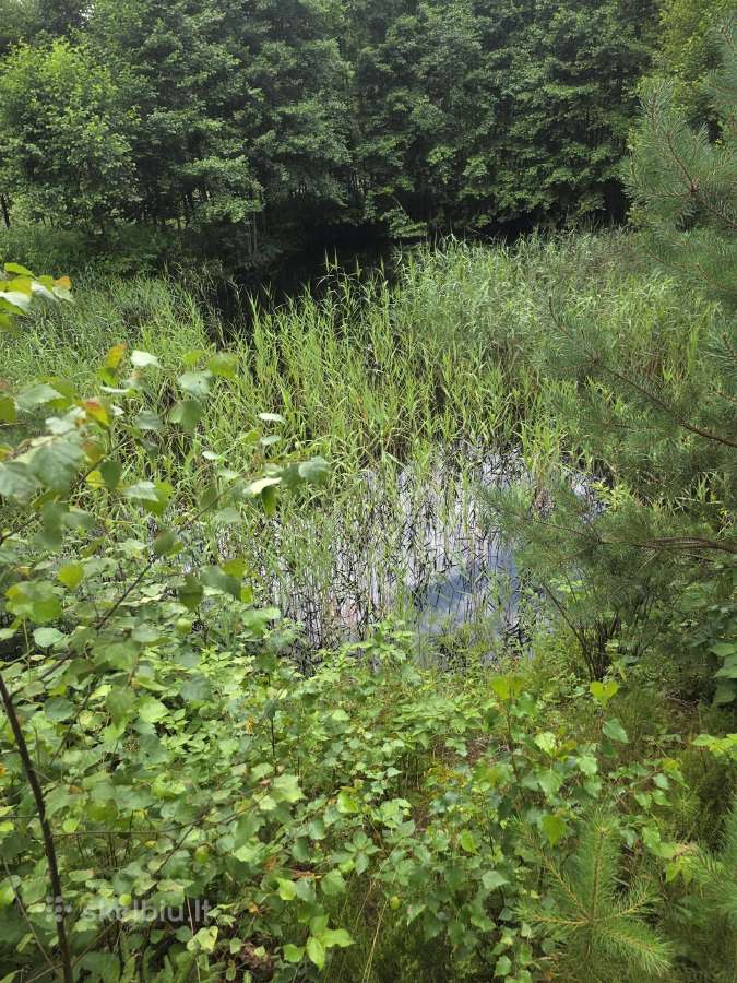 Parduodu mišką - nuotraukos Nr. 2