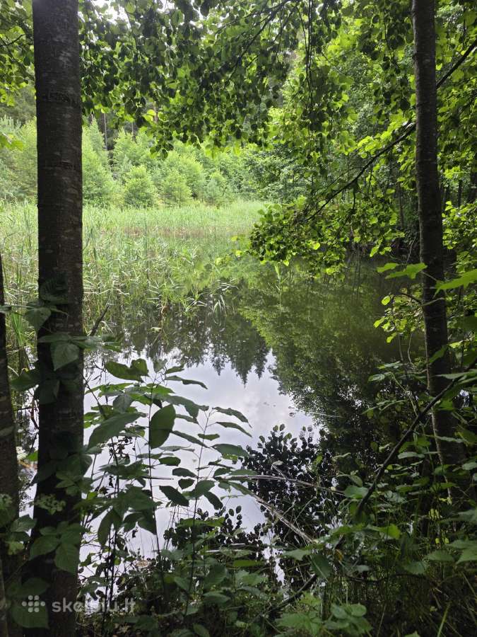 Parduodu mišką - nuotraukos Nr. 4