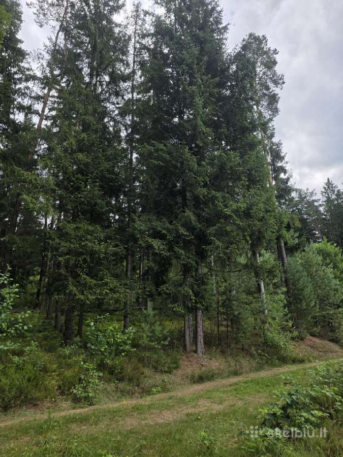 Parduodu mišką - nuotraukos Nr. 5