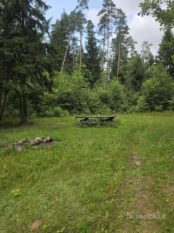 Parduodu mišką - nuotraukos Nr. 7