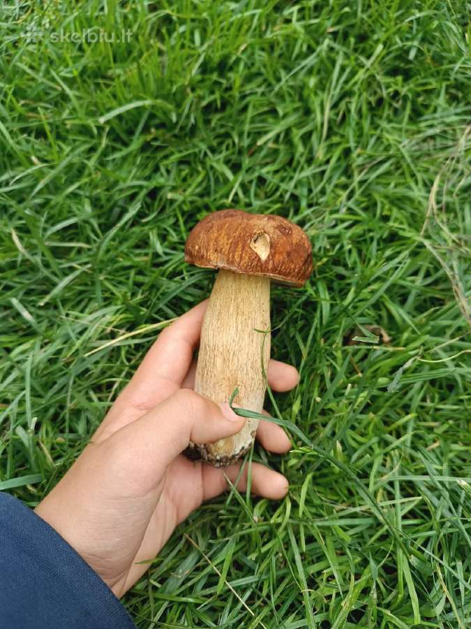 Parduodu mišką - nuotraukos Nr. 8