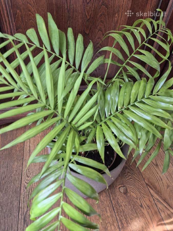 Kambarine gele palme. - nuotraukos Nr. 2