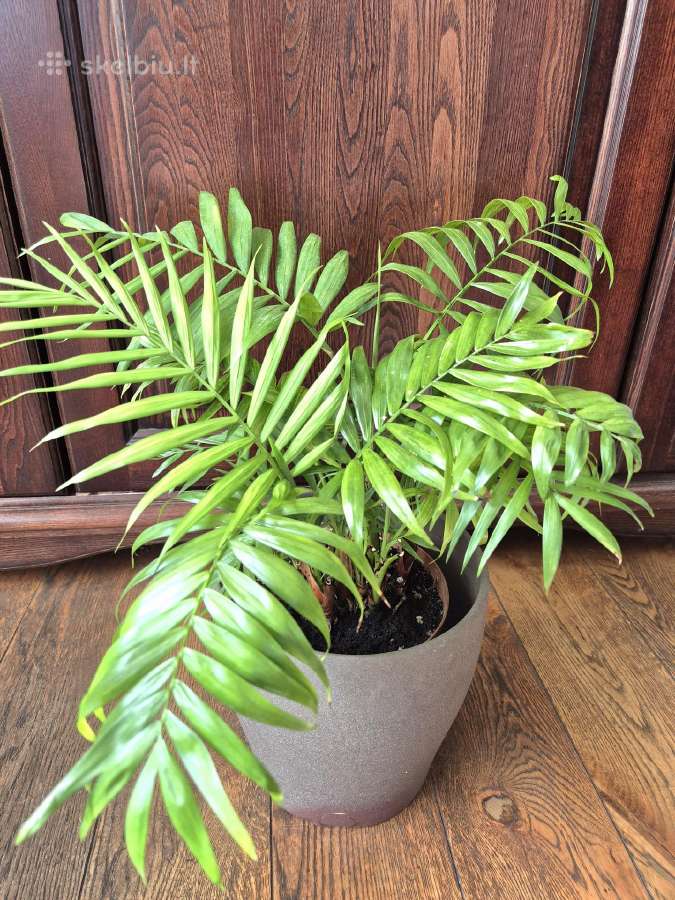 Kambarine gele palme. - nuotraukos Nr. 3
