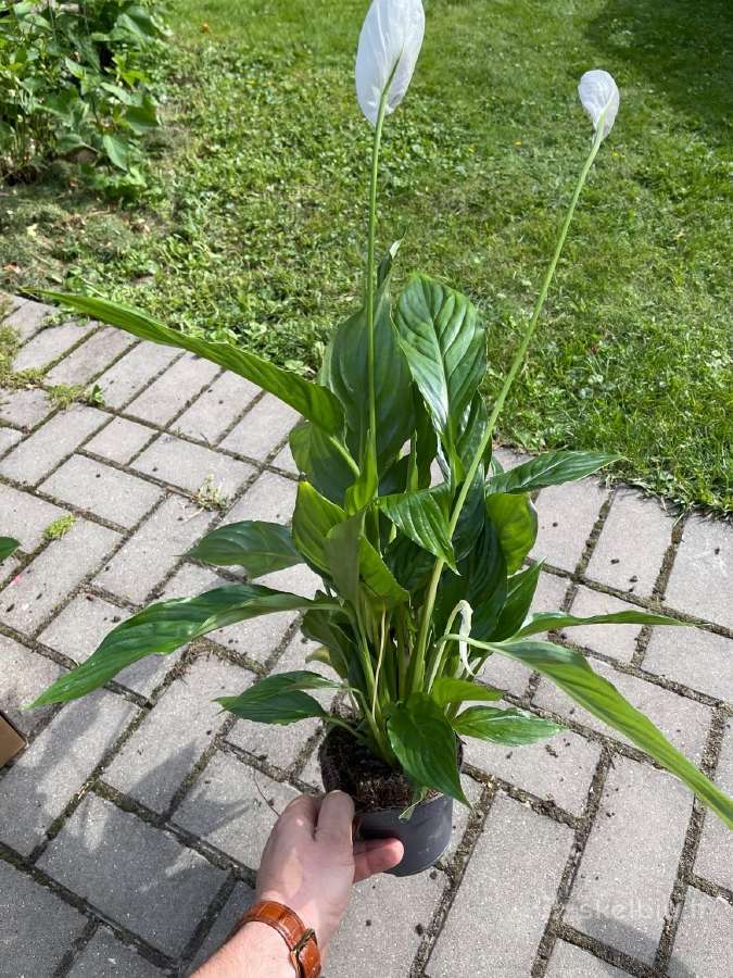 Gražios kambarinė gėlytes - nuotraukos Nr. 3