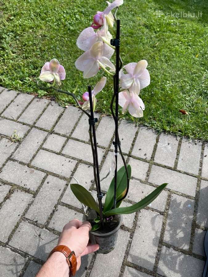 Gražios kambarinė gėlytes - nuotraukos Nr. 4