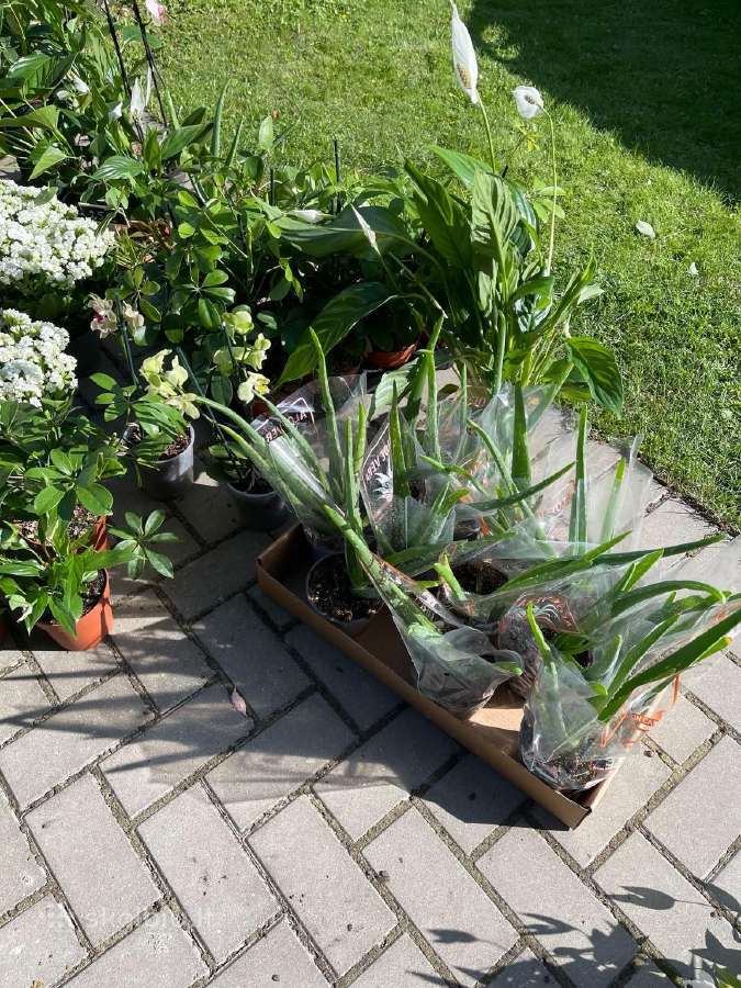Gražios kambarinė gėlytes - nuotraukos Nr. 7