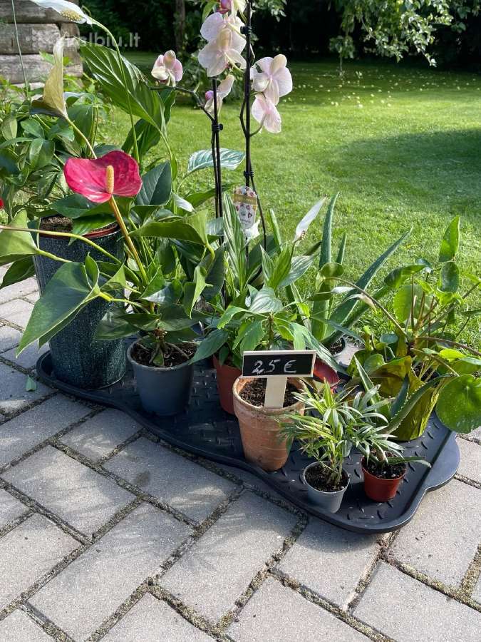 Gražios kambarinė gėlytes - nuotraukos Nr. 13
