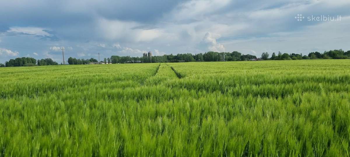 Šienas kitkomis, žieminiai miežiai - nuotraukos Nr. 2