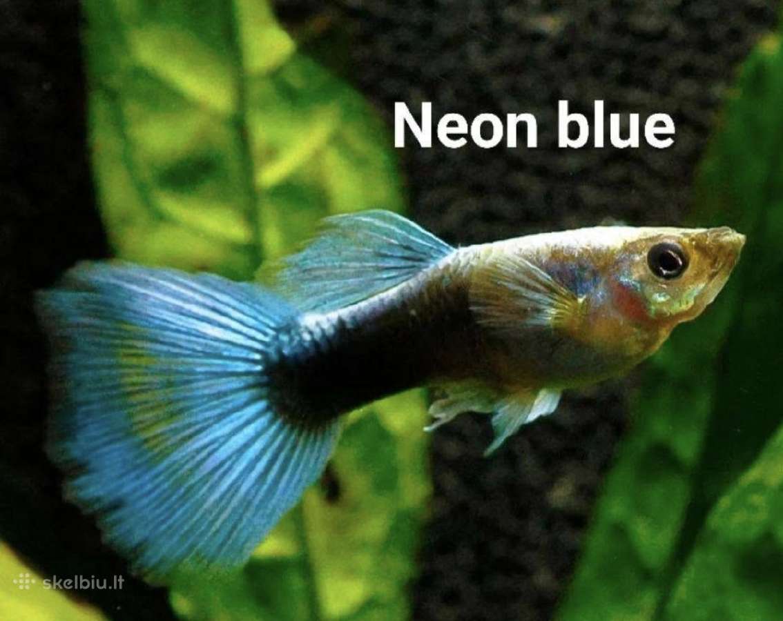 Įv. akvariuminės žuvelės Šiauliuose - nuotraukos Nr. 35