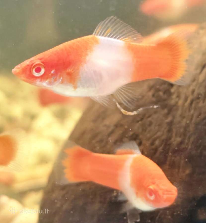 Įv. akvariuminės žuvelės Šiauliuose - nuotraukos Nr. 36