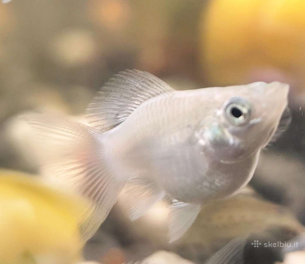 Įv. akvariuminės žuvelės Šiauliuose - nuotraukos Nr. 37