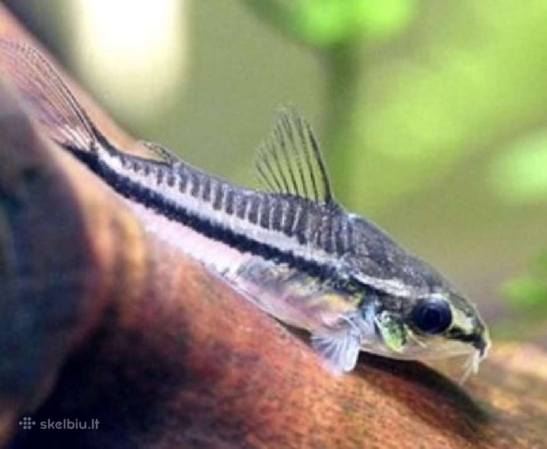 Įv. akvariuminės žuvelės Šiauliuose - nuotraukos Nr. 5