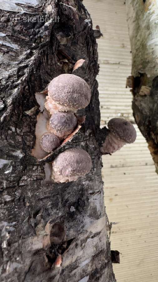 Shiitake grybų rąsteliai (2025 metų) - nuotraukos Nr. 5
