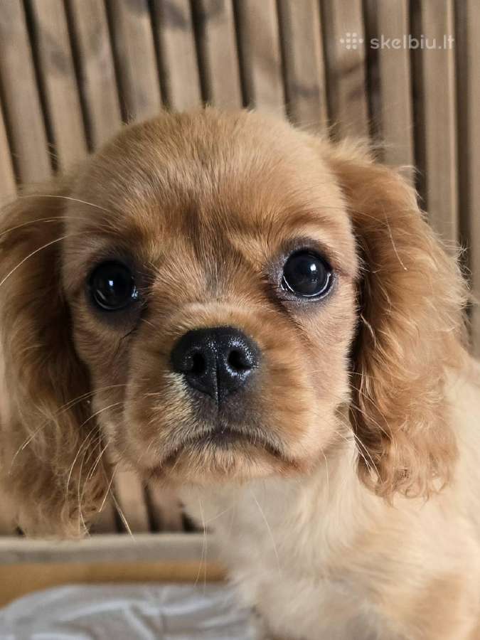 Kavalieriaus Karaliaus Karolio spanieliukas - nuotraukos Nr. 2