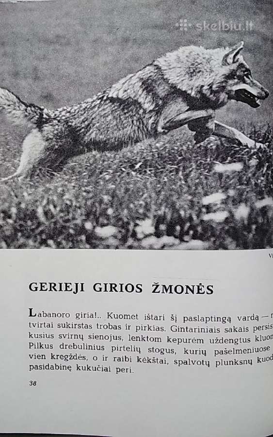 Laiškai iš elnių miško - nuotraukos Nr. 5