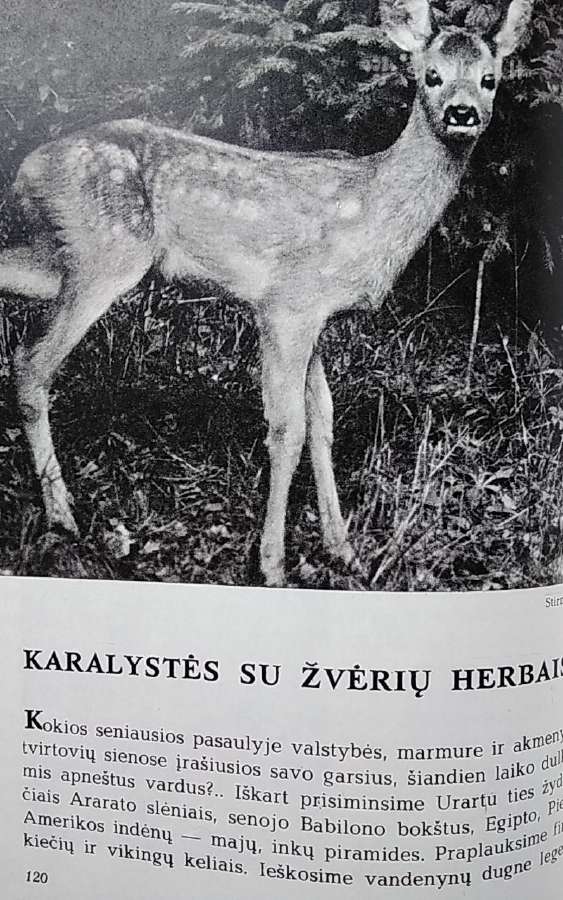 Laiškai iš elnių miško - nuotraukos Nr. 10