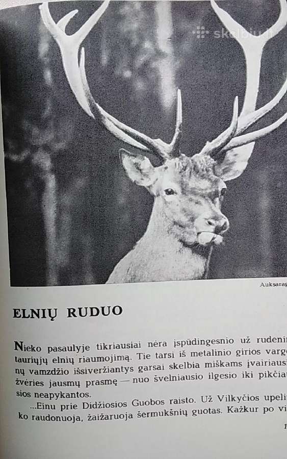 Laiškai iš elnių miško - nuotraukos Nr. 11