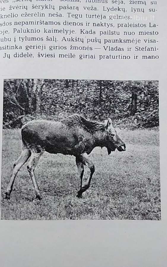 Laiškai iš elnių miško - nuotraukos Nr. 6