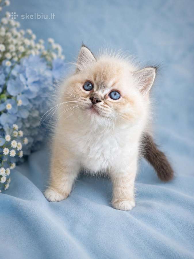 Kilmingi Ragdoll kačiukai - nuotraukos Nr. 2