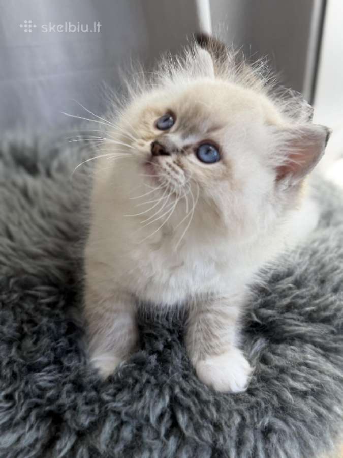 Kilmingi Ragdoll kačiukai - nuotraukos Nr. 4